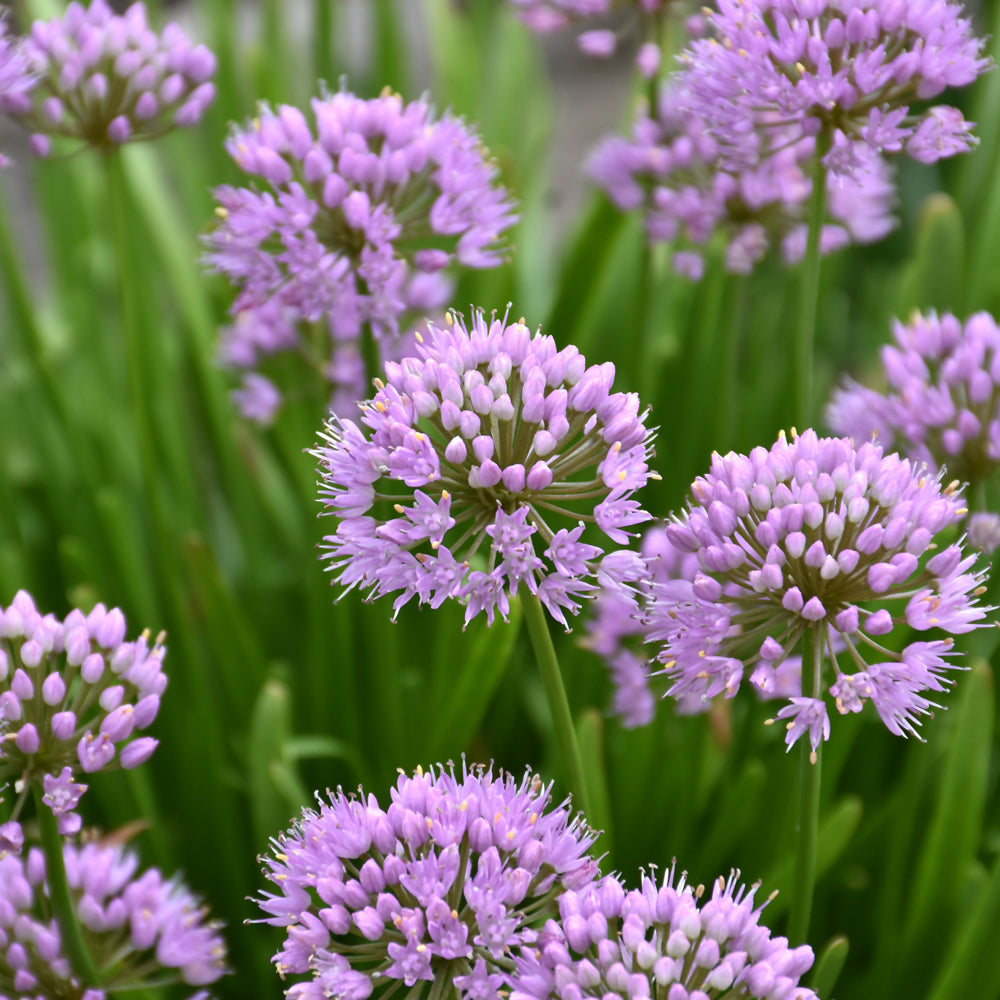 Summer Beauty Ornamental Chives