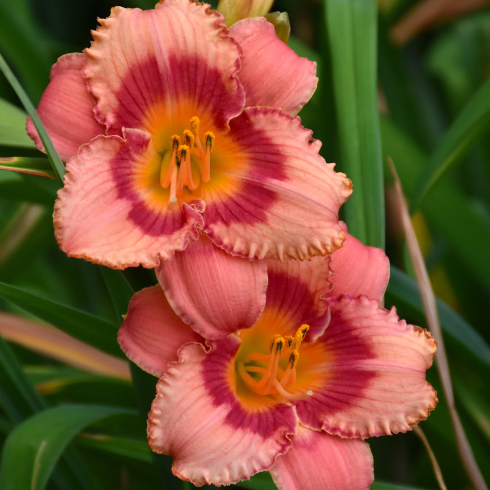 Hemerocallis 'Strawberry Candy'