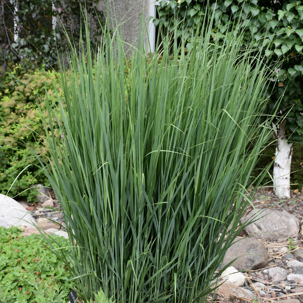 Panicum virgatum 'Northwind'