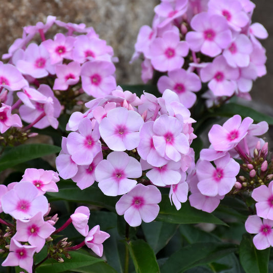 Phlox paniculata 'Ditomfav'