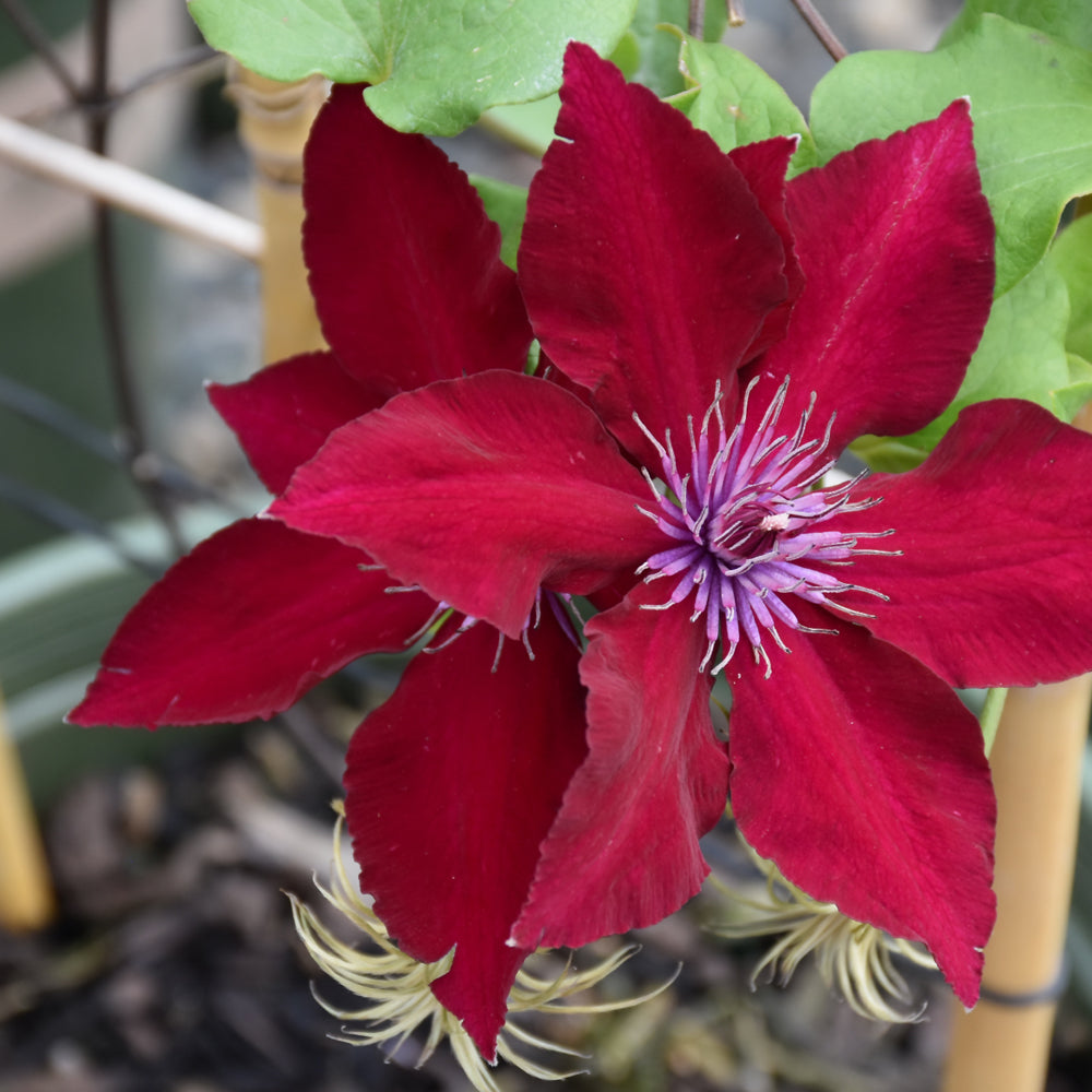 Clematis 'Evipo079'