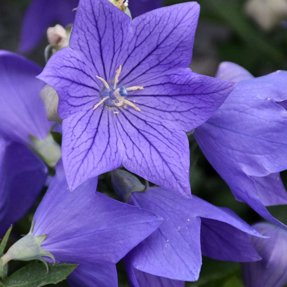 Platycodon grandiflorus 'Sentimental Blue'