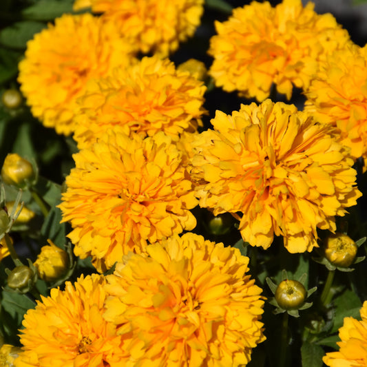 Coreopsis grandiflora 'Solanna Golden Sphere'