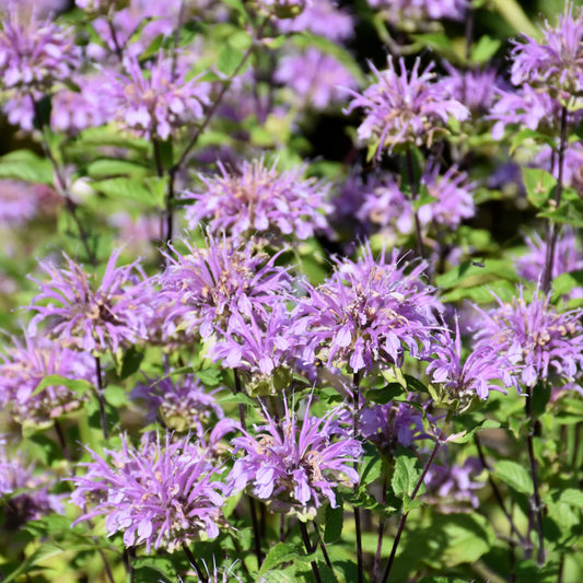 Monarda didyma 'Blue Stocking'