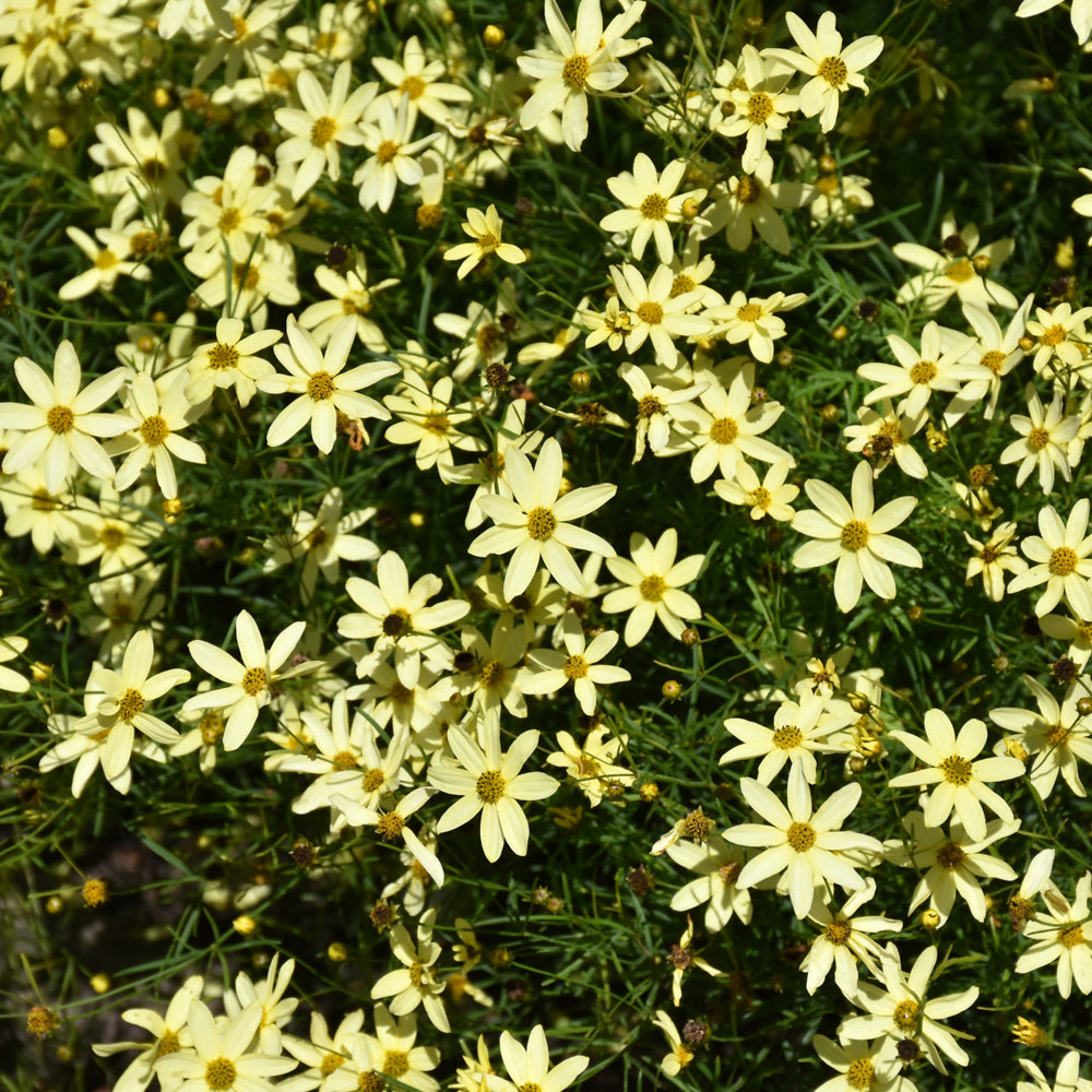 Coreopsis verticillata 'Moonbeam'