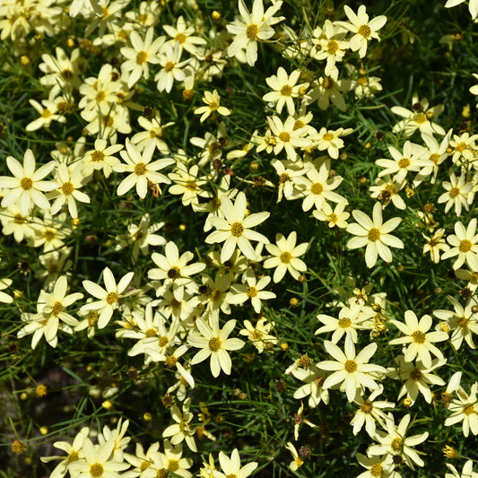 Coreopsis verticillata 'Moonbeam'