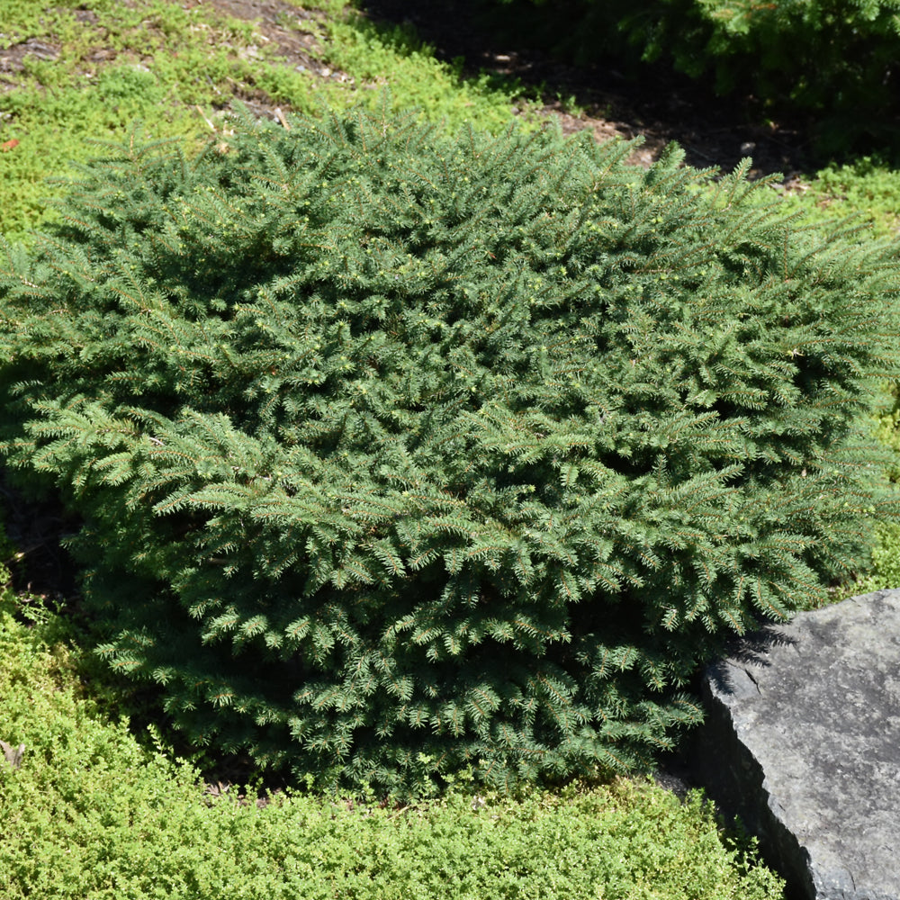 Picea abies 'Nidiformis'