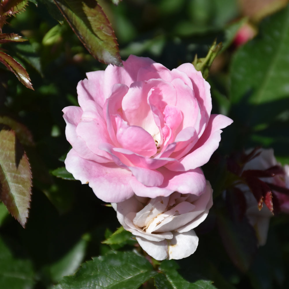 Rosa 'Balmas'