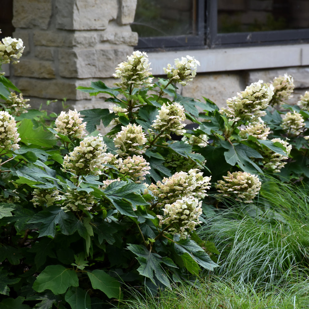 Munchkin Hydrangea