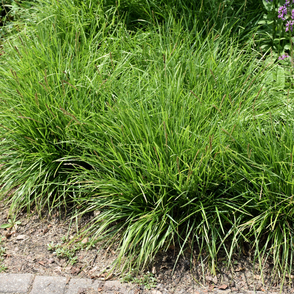 Sesleria 'Greenlee'