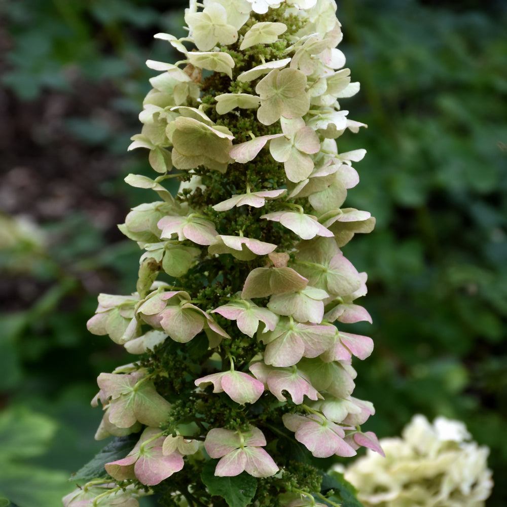 Munchkin Hydrangea