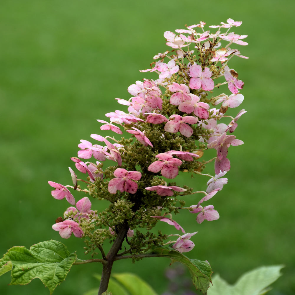 Pee Wee Hydrangea