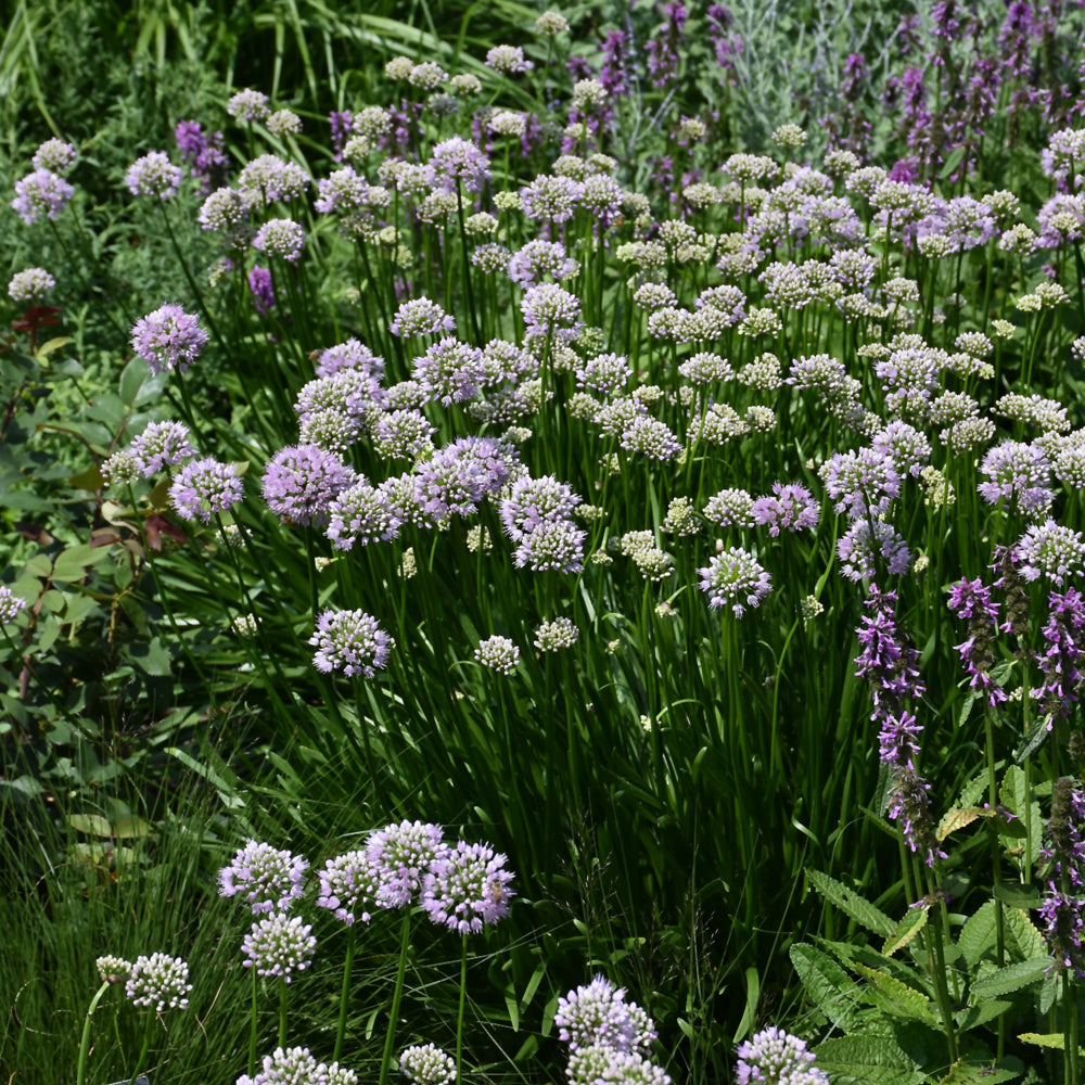 Summer Beauty Ornamental Chives