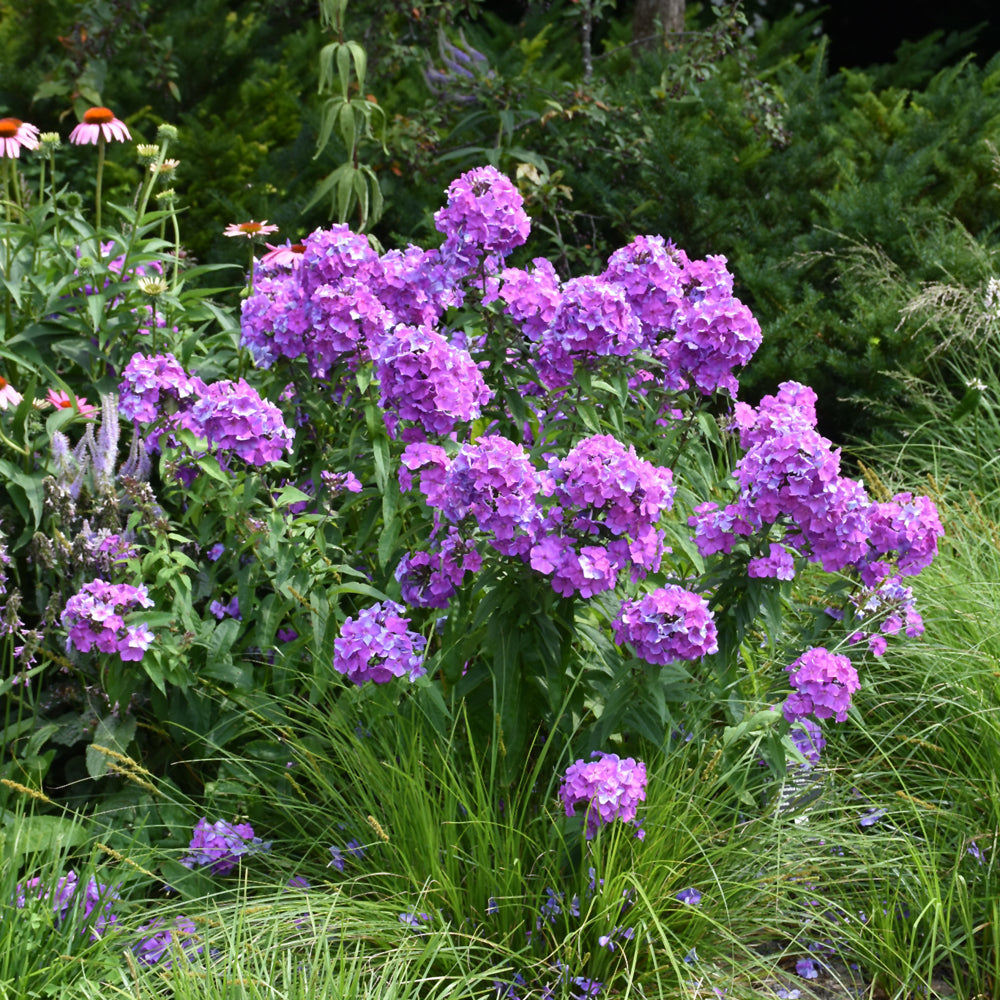 Blue Paradise Garden Phlox