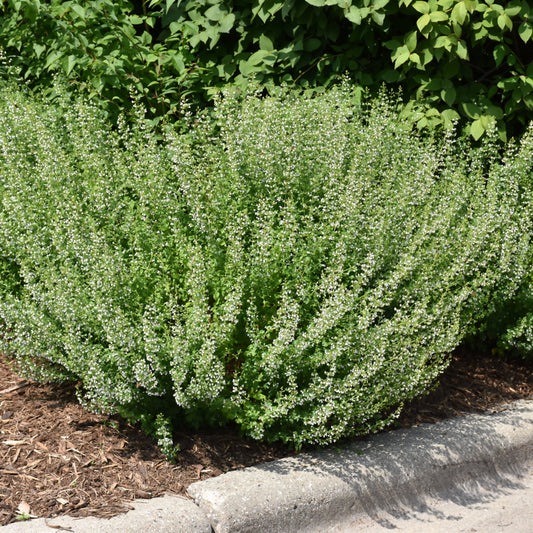 Calamintha nepeta ssp. nepeta