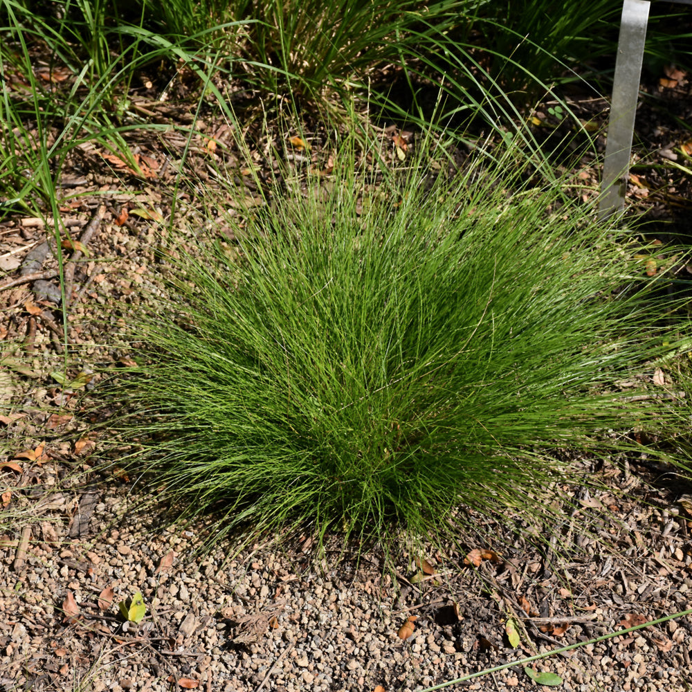 Carex eburnea