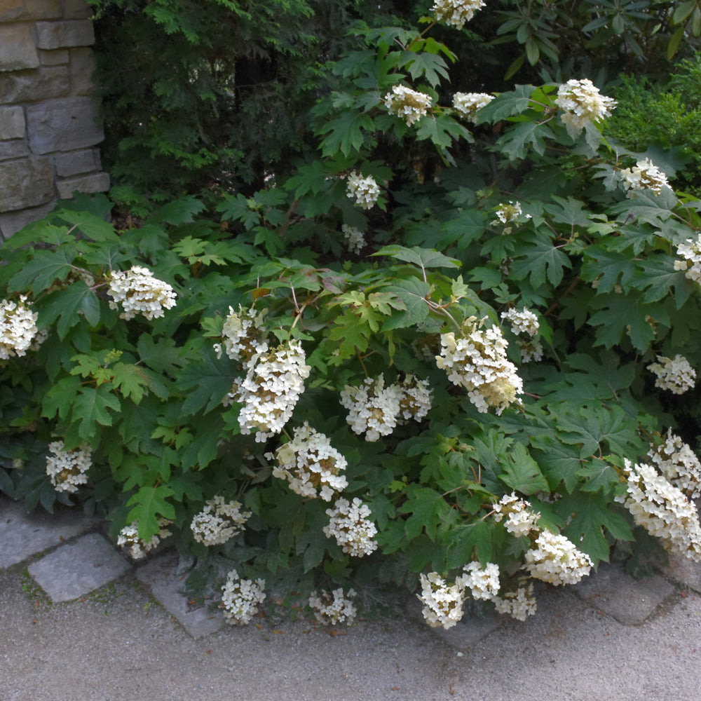 Hydrangea quercifolia 'Pee Wee'