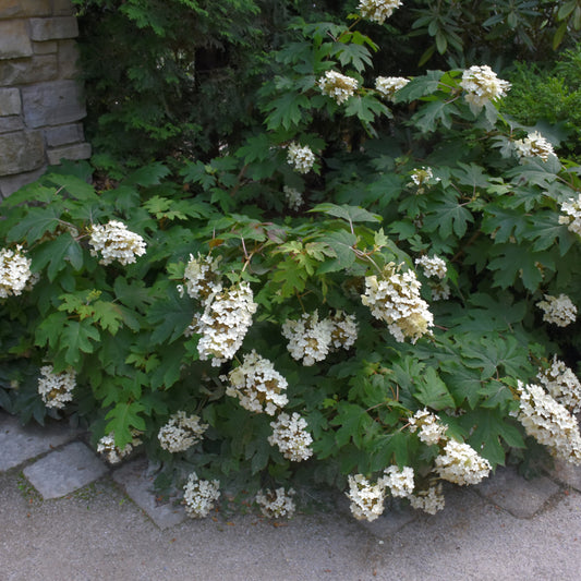 Hydrangea quercifolia 'Pee Wee'