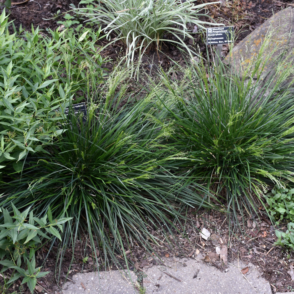 Deschampsia cespitosa 'Goldtau'