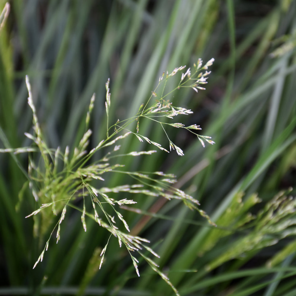 Golden Dew Tufted Hair Grass