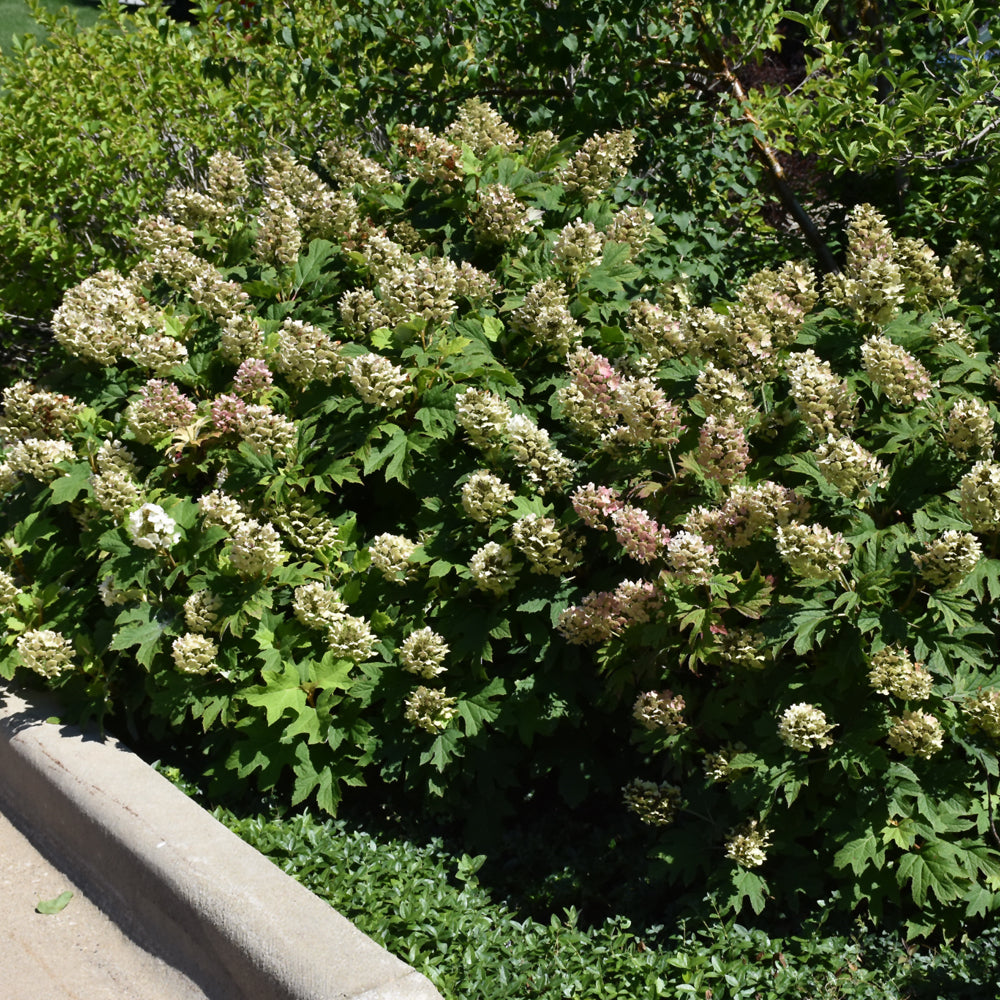 Hydrangea quercifolia 'Snow Queen'