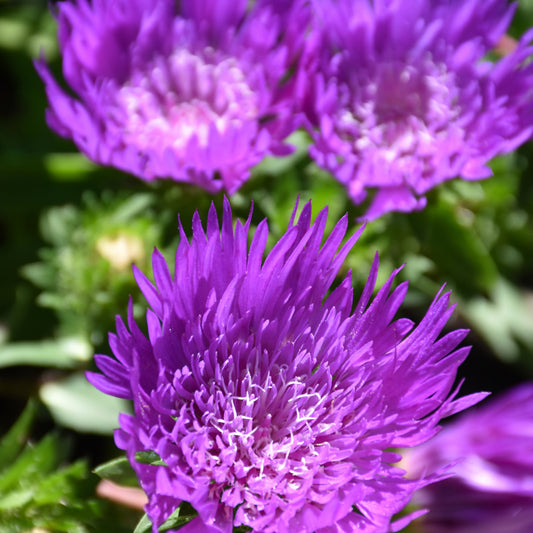 Stokesia laevis 'Honeysong Purple'