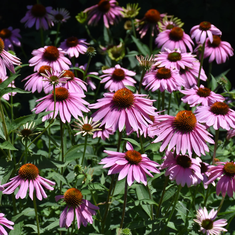 Magnus Coneflower