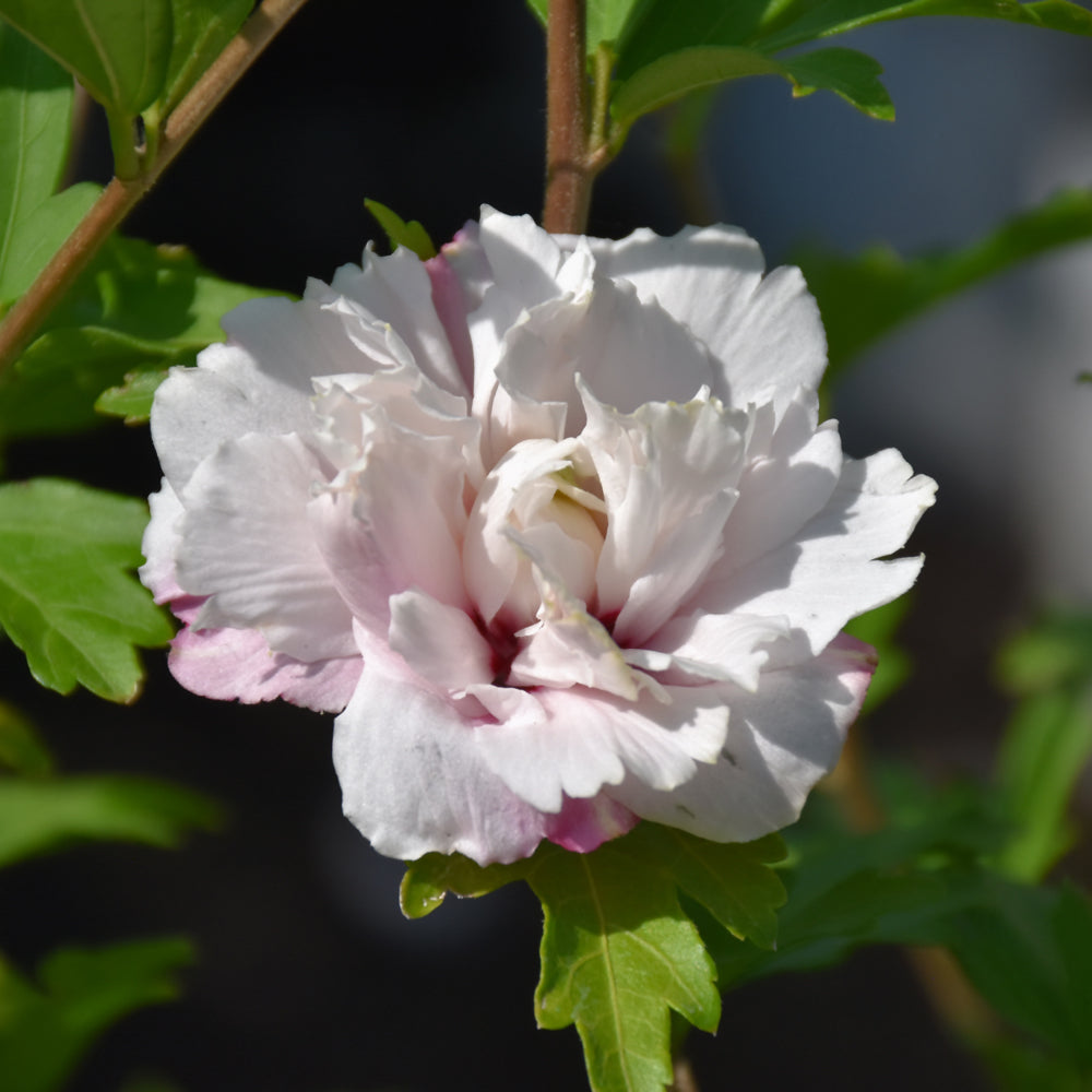 Hibiscus syriacus 'Mindoub 1'