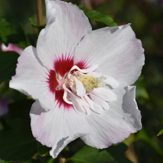 Hibiscus syriacus 'Minspot'