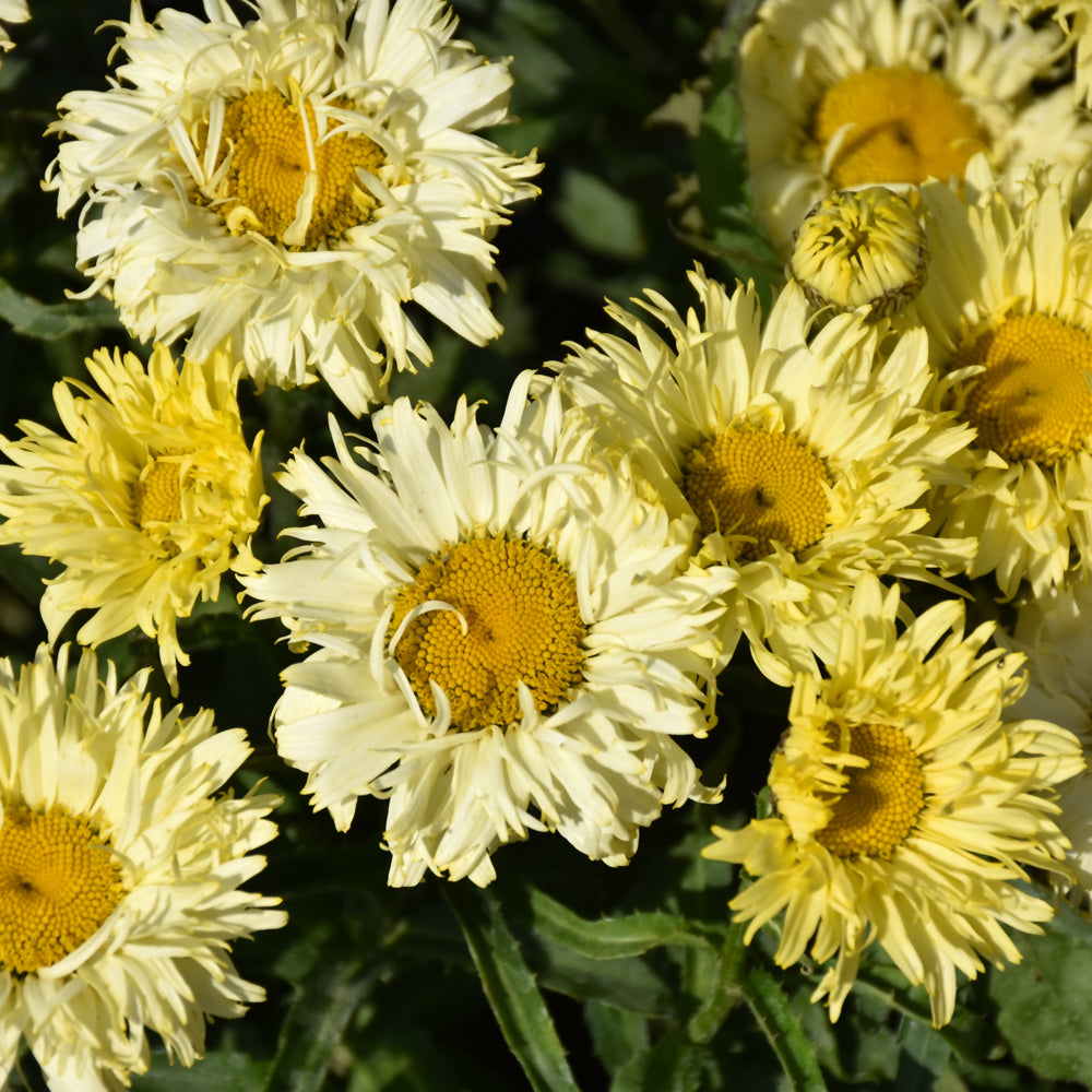 Leucanthemum x superbum 'Goldfinch'