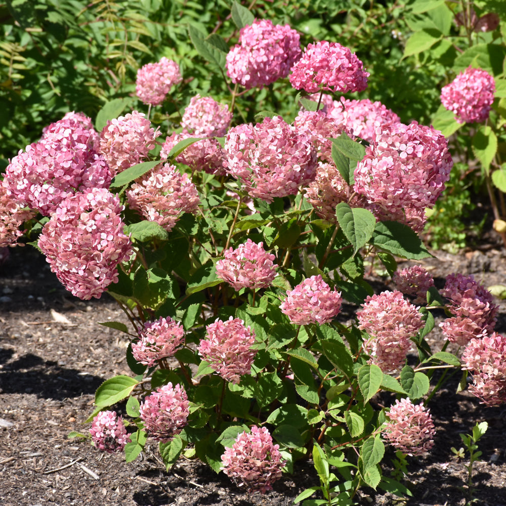 Invincibelle® Ruby Hydrangea