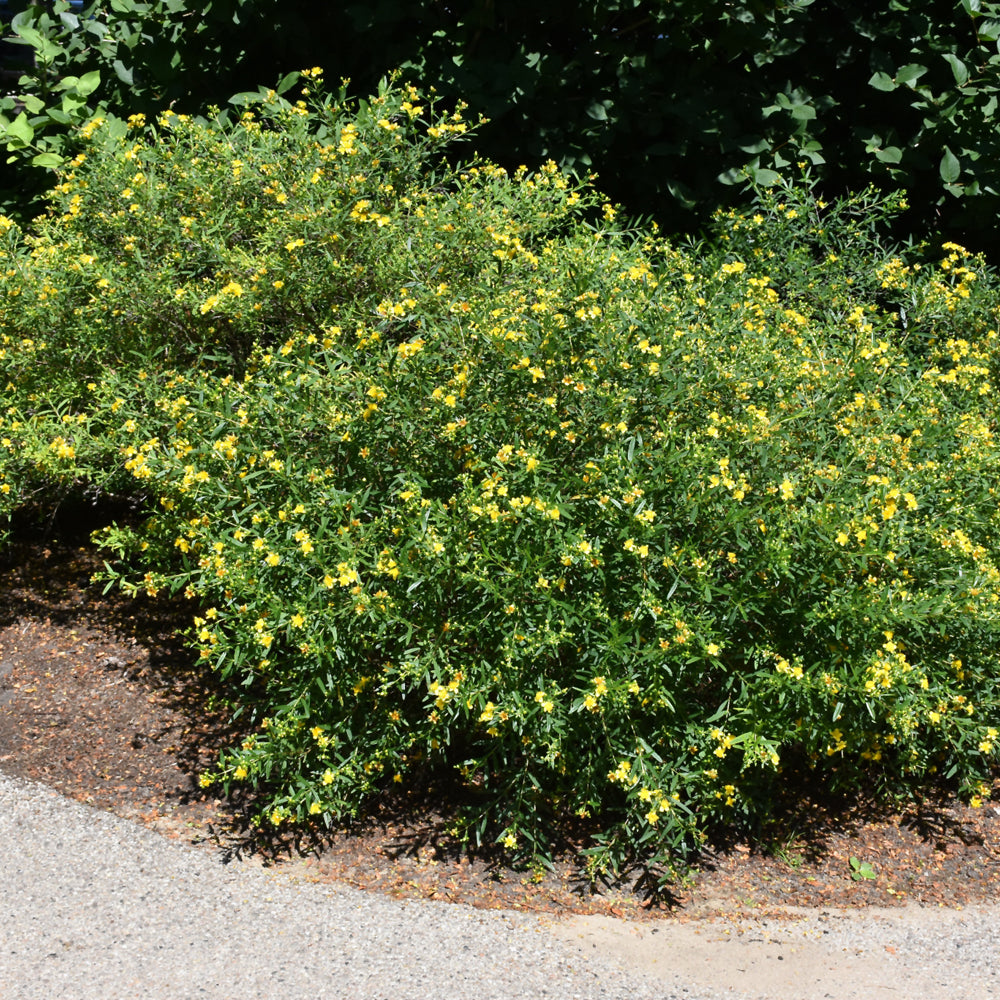 Gemo St. John's Wort