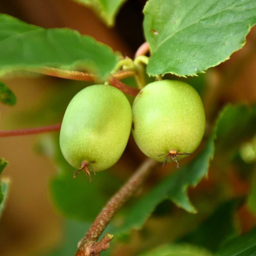 Actinidia arguta 'Issai'