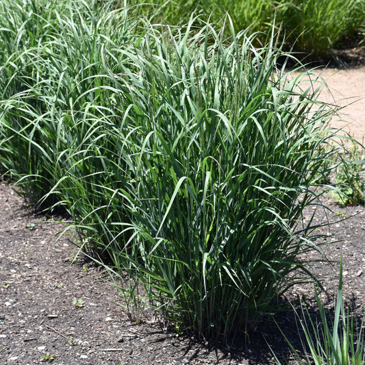 Panicum virgatum 'Apache Rose'