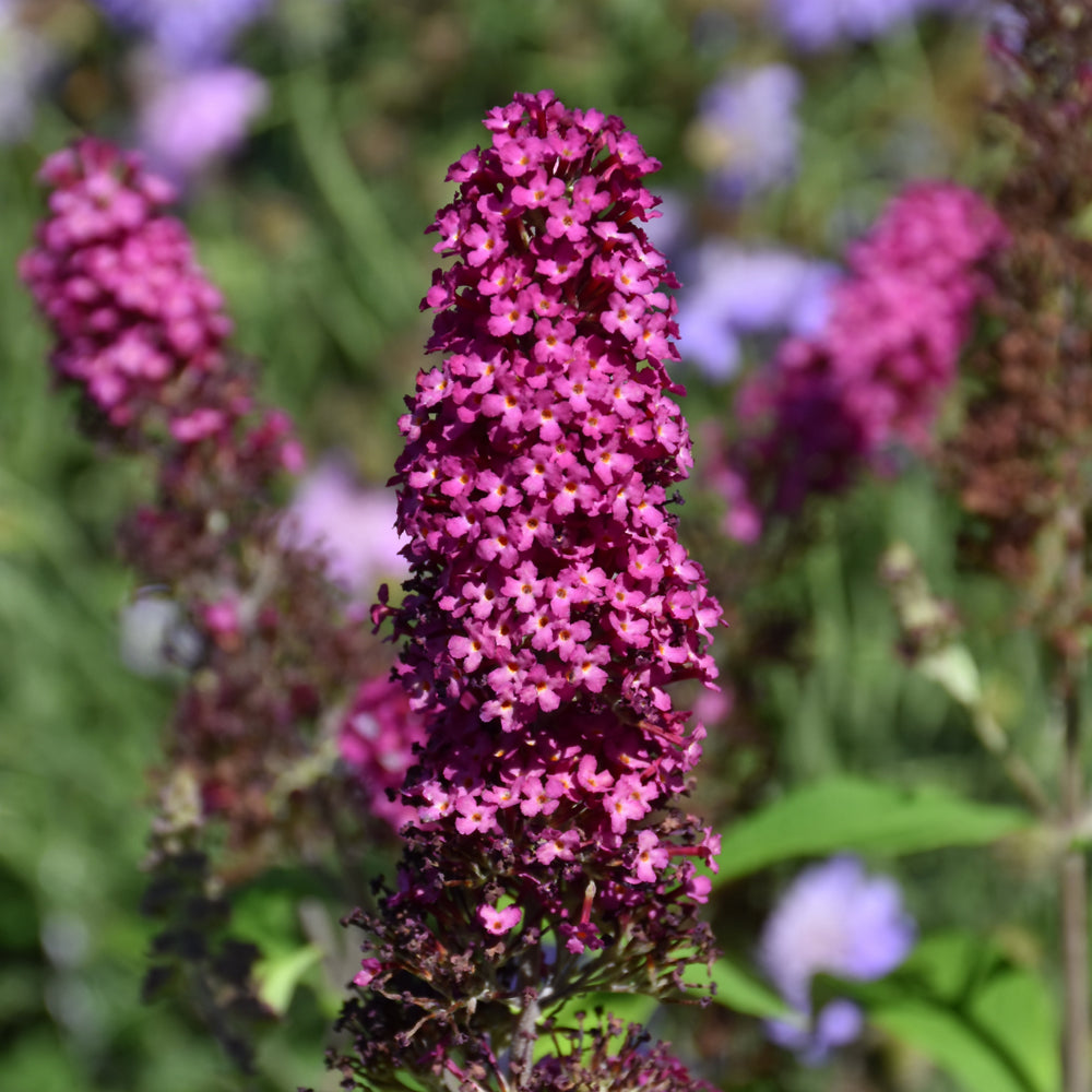 Buddleia davidii 'PIIBD-II'