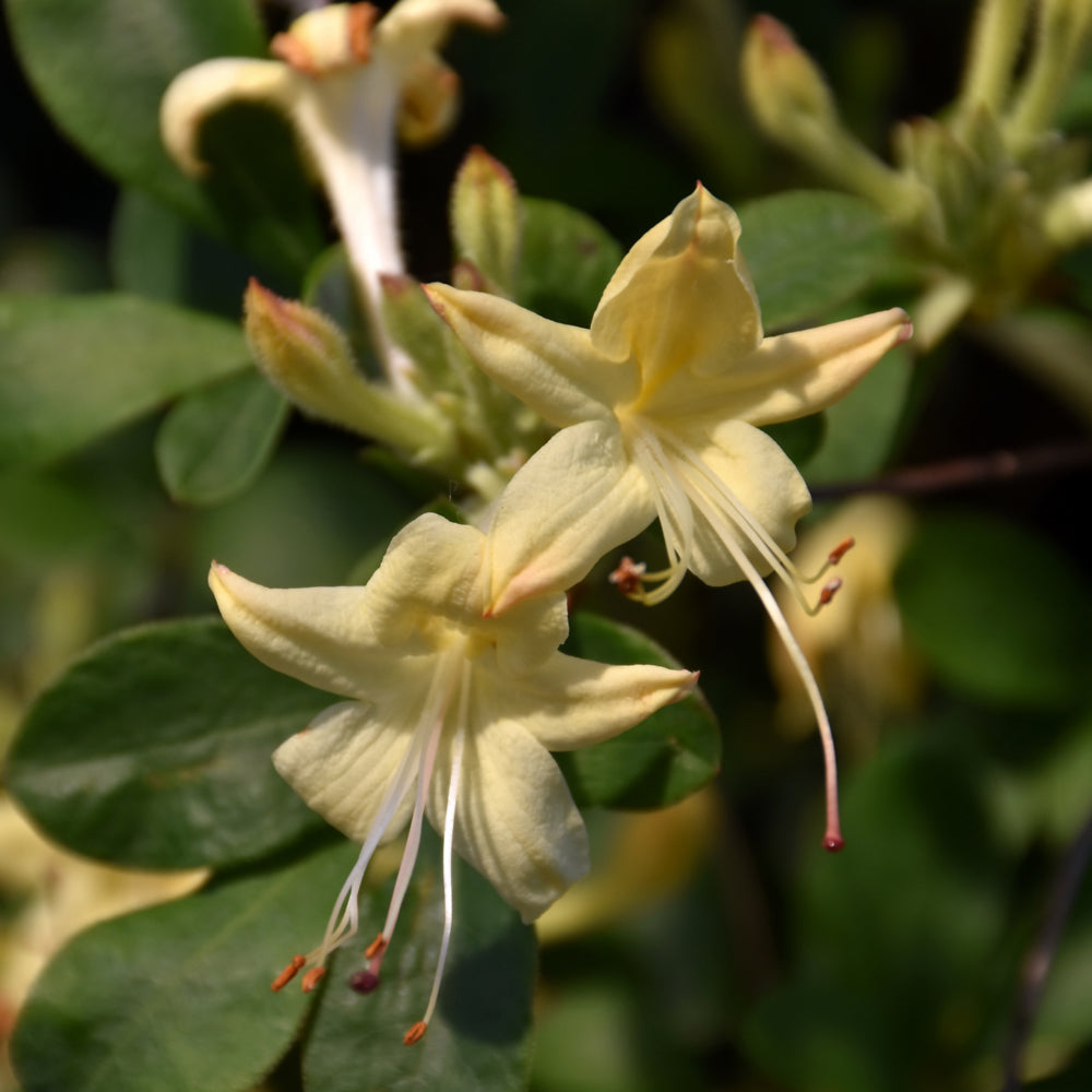 Rhododendron 'Weston's Lemon Drop'