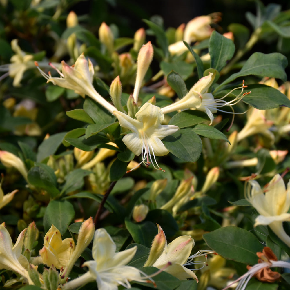 Weston's Lemon Drop Azalea