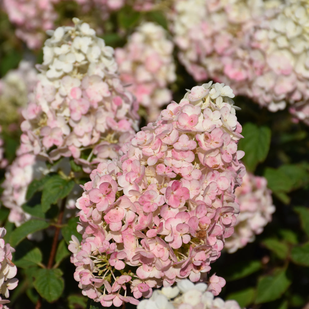 Hydrangea paniculata 'Rensun'