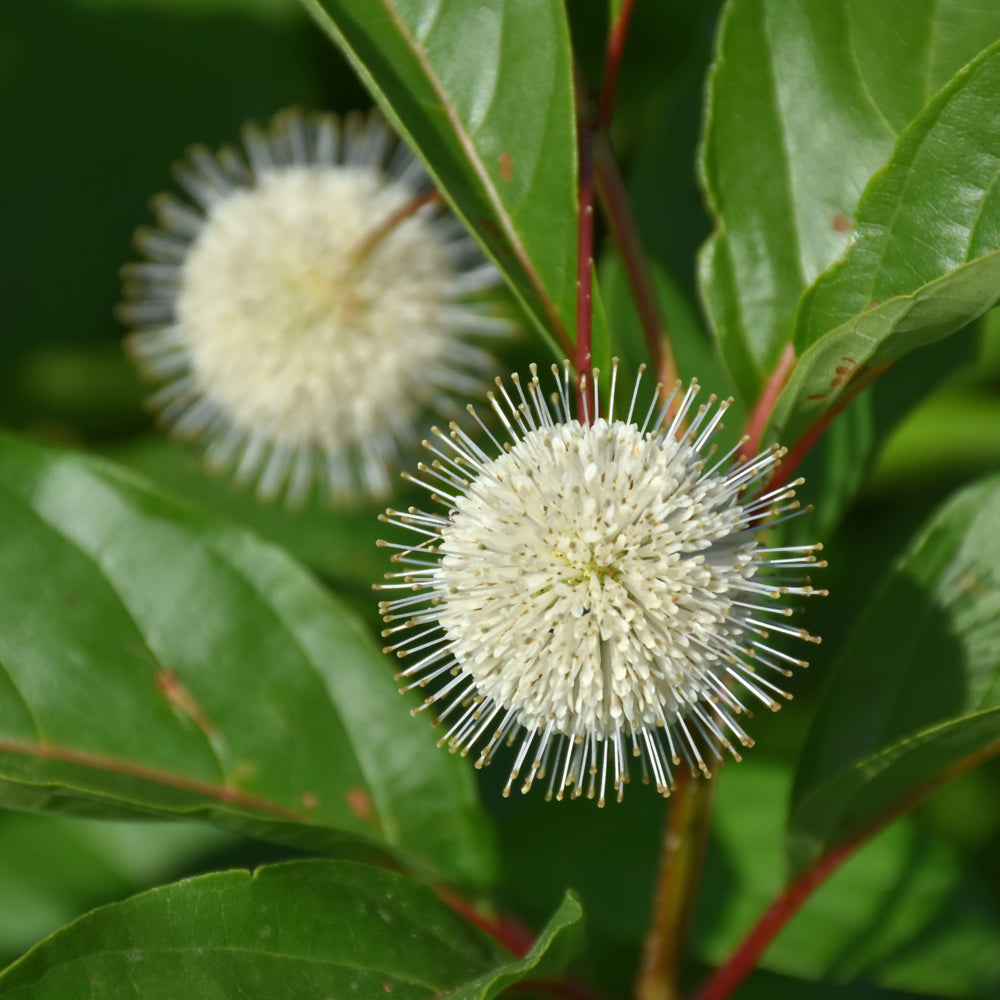 Cephalanthus occidentalis 'Magical Moonlight'