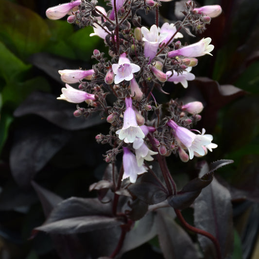 Penstemon 'Dark Towers'