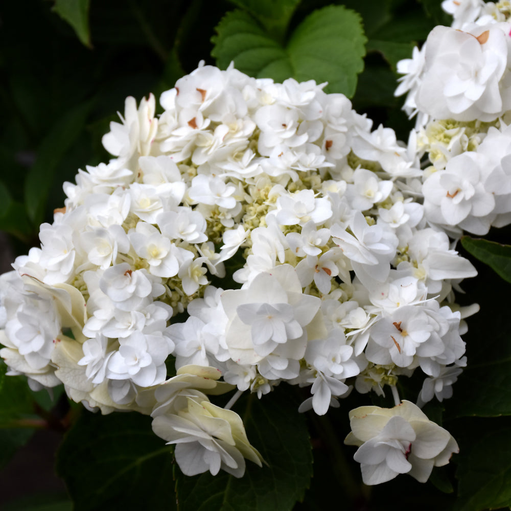 Wedding Gown™ Hydrangea