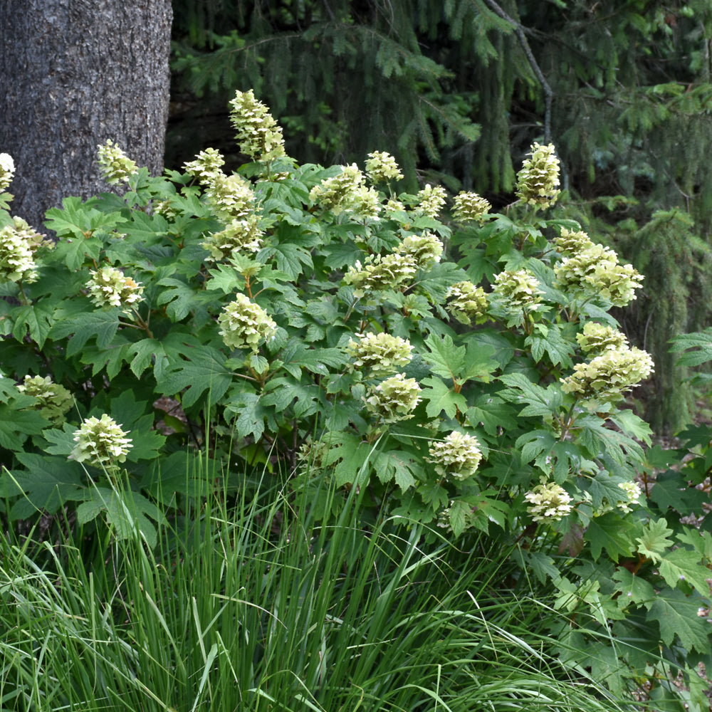 Alice Hydrangea