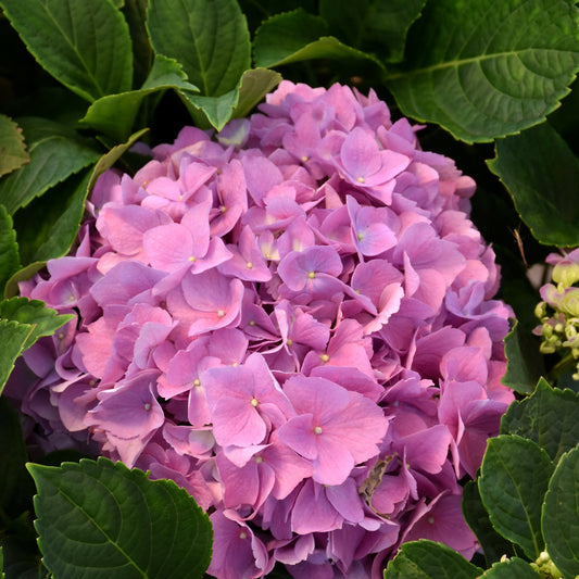 Hydrangea macrophylla 'Lindsey Ann'