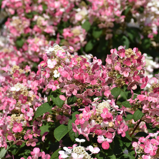 Hydrangea paniculata 'SMHPLQF'