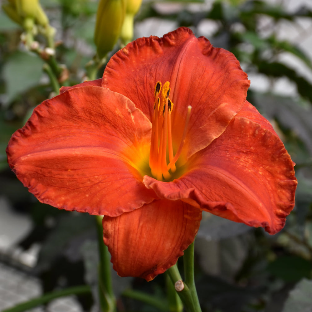 Hemerocallis 'Desert Flame'