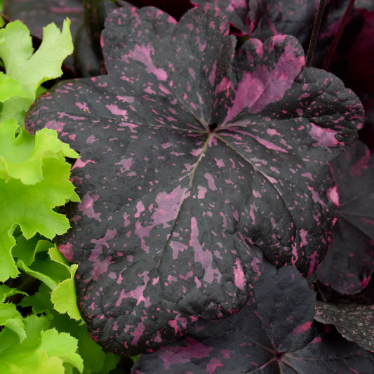 Heuchera 'Midnight Rose'