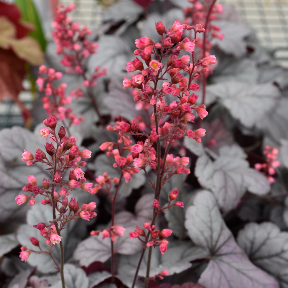 Heuchera 'Silver Gumdrop'