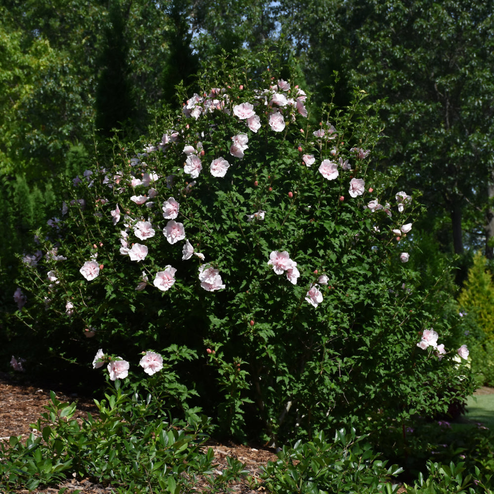 Pink Chiffon® Rose of Sharon