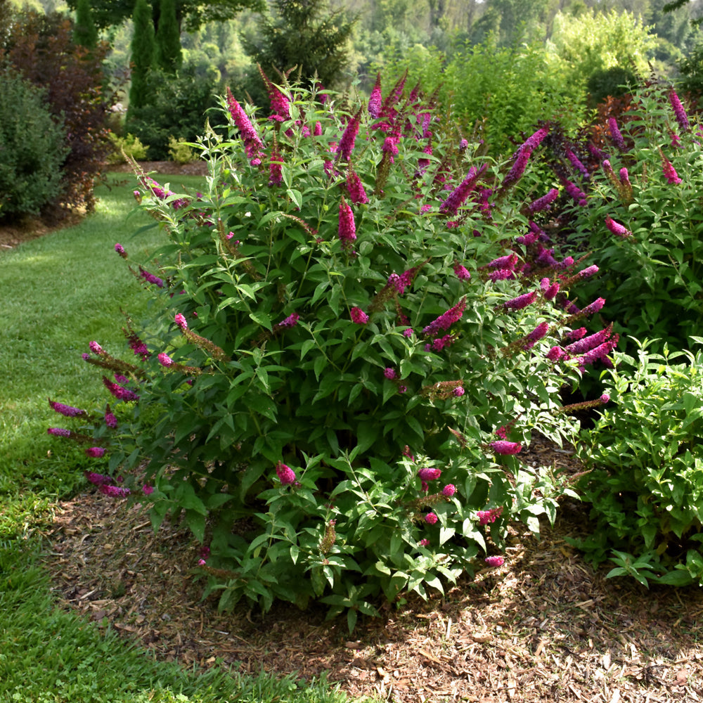 Miss Molly Butterfly Bush