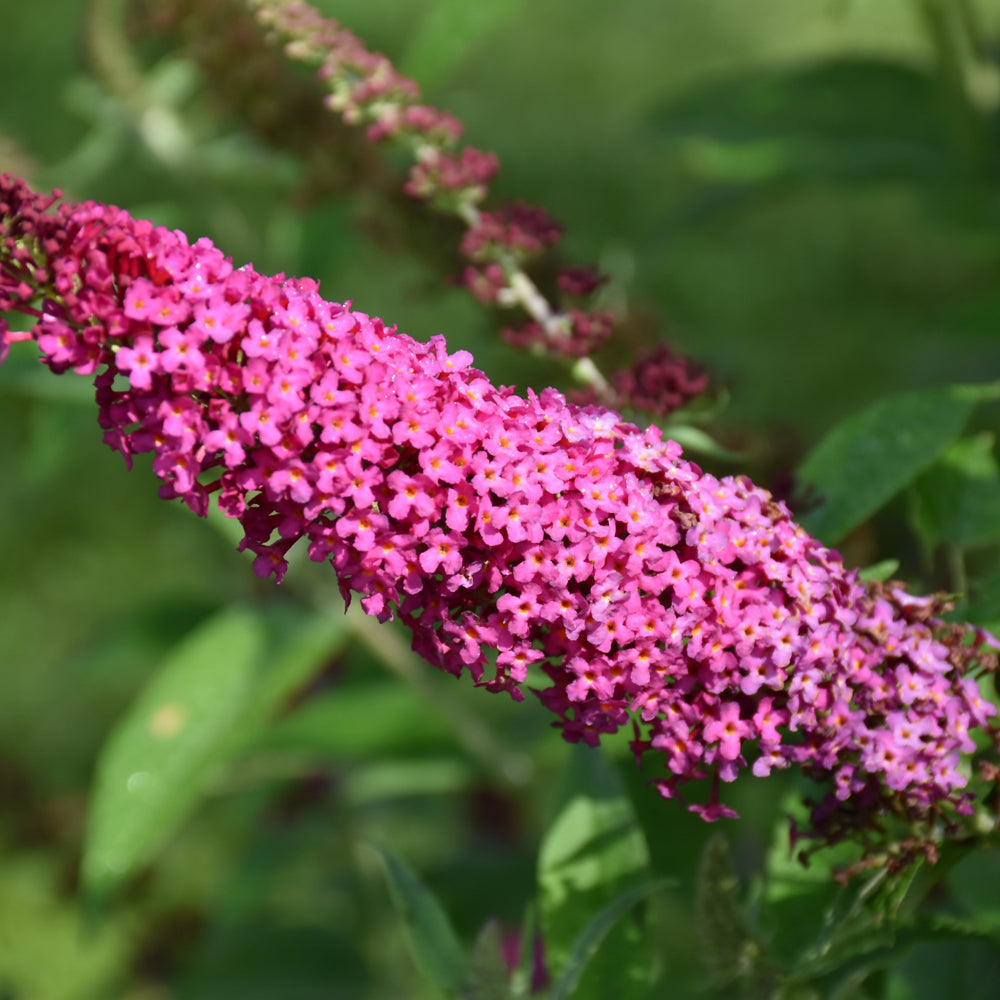 Buddleia 'Miss Molly'